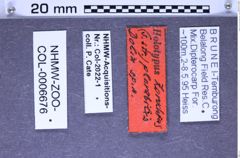 Etiketten zu Zorochros plorabilis (Dolin, 1999) (NHMW-ZOO-COL-0006676)